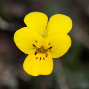 Viola langeana