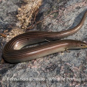 Three-toed Skink 