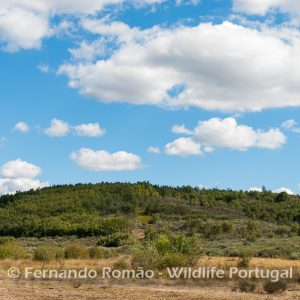Malcata Natural Reserve