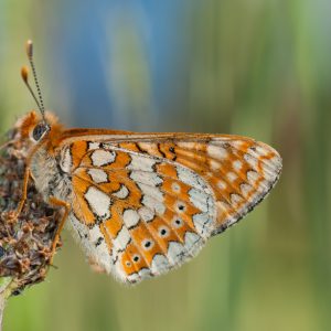 Marsh Fritillary (Euphydryas aurinia)