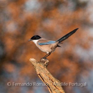 Iberian Magpie (Cyanopica cooki)
