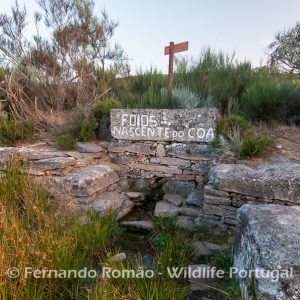 Côa Spring
