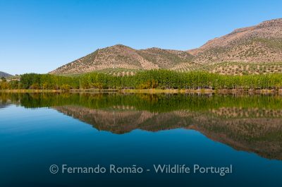 Outono no Douro Internacional