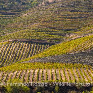 Outono no Douro Internacional