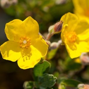 Halymium lasianthum allysoides