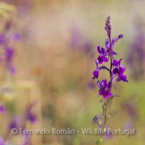 Linaria elegans
