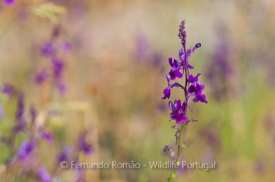 Linaria elegans