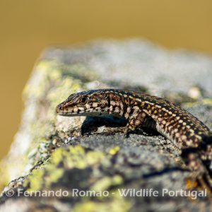Podarcis guadarramae