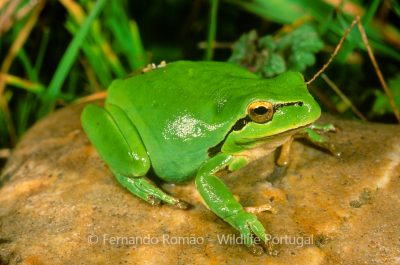 Hyla meridionalis Stripless Tree Frog (Hyla meridionalis)