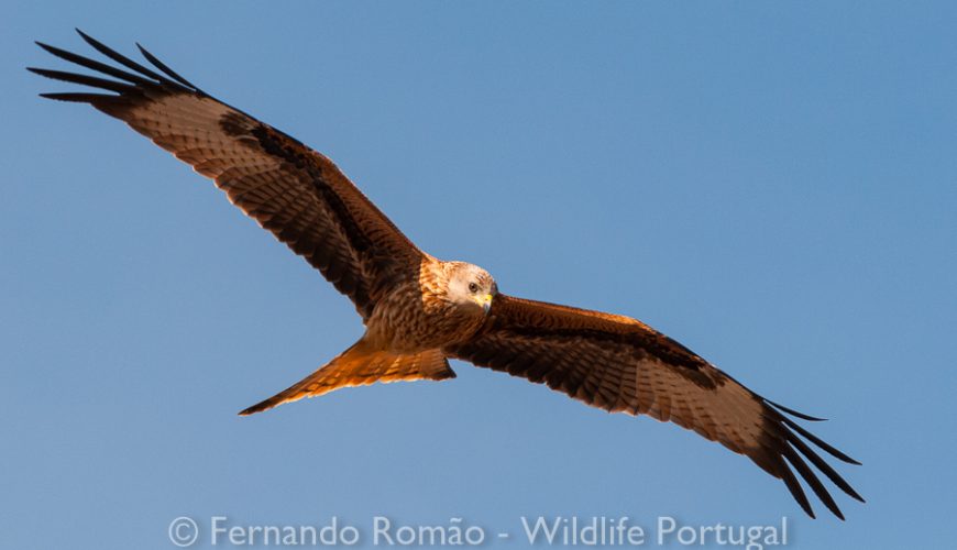 Red Kite (Milvus milvus)