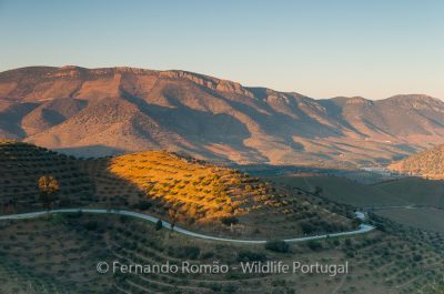 Douro Internacional