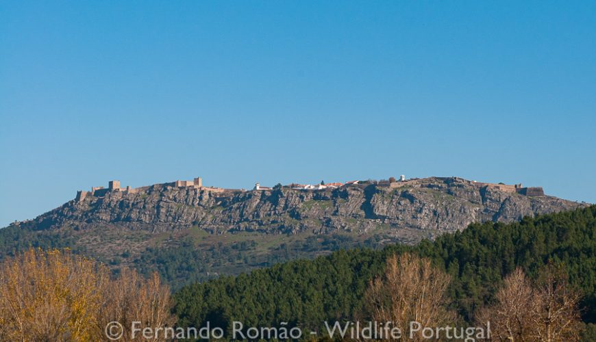 Marvão