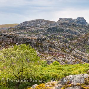 Peneda Gerês