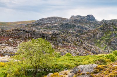 Peneda Gerês Peneda Gerês