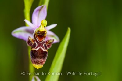 Ophrys scolopax