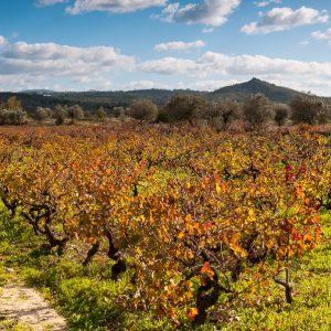 Nature Tours & Wildlife Photography