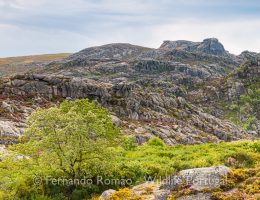 Peneda Gerês