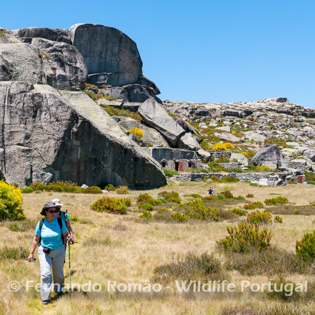 Serra Da Estrela Atrav s Dos Percursos Da Wildlife Portugal