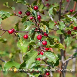 Alder Buckthorn at Malcata mountain