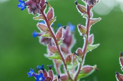 Anchusa undulata granatensis