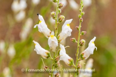 Antirrhinum graniticum Antirrhinum graniticum