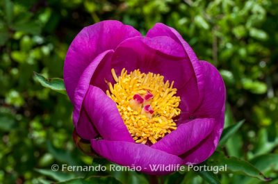 Paeonia broteri