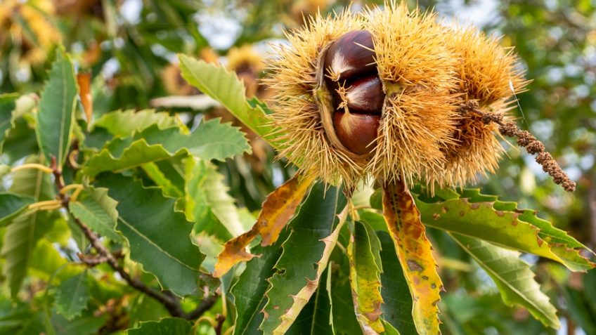 Chestnuts