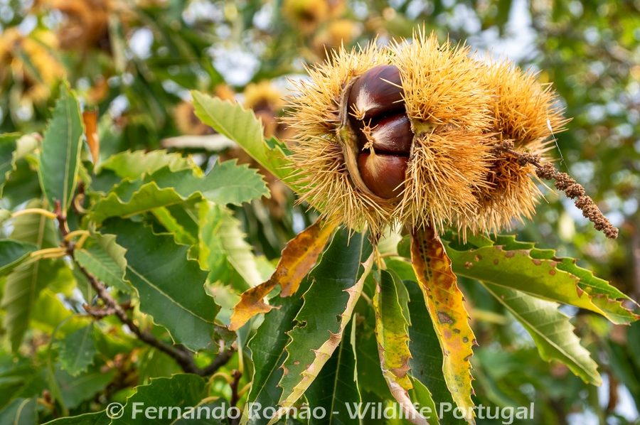 Chestnuts Chestnuts