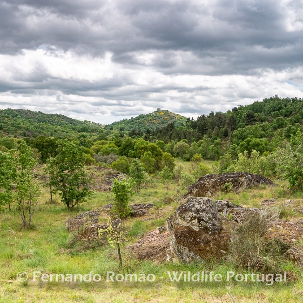 Vale Carapito Rewilding area