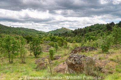 Vale Carapito Rewilding area Vale Carapito Rewilding area