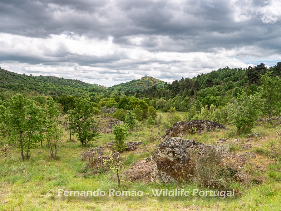 Vale Carapito Rewilding area