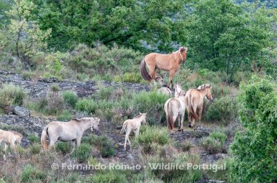 Sorraia horses