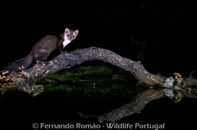 Beech marten (Martes foina) Beech marten (Martes foina)