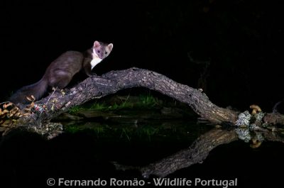 Beech marten (Martes foina)