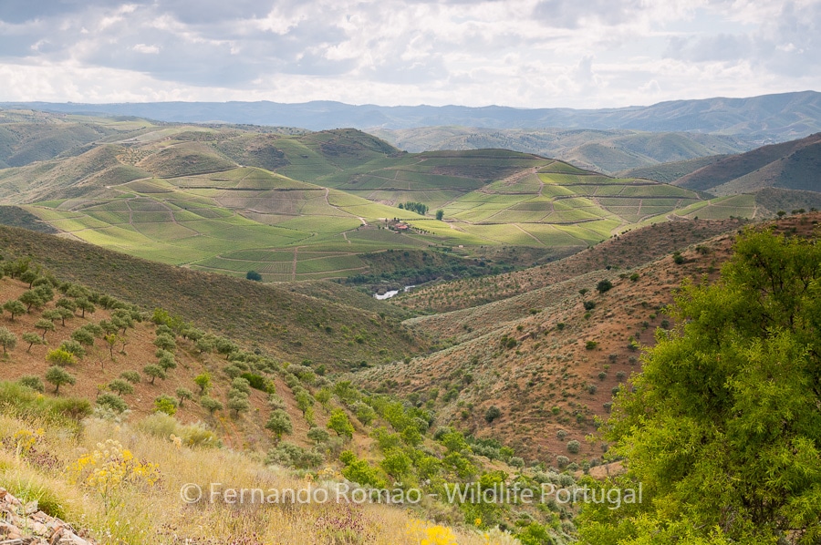 The Greater Coa Valley