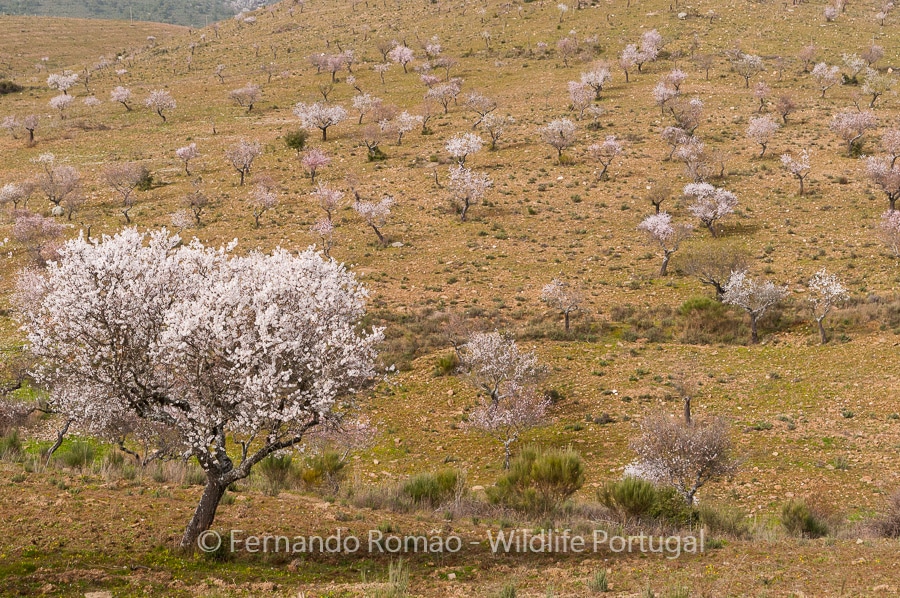 Almond blooming
