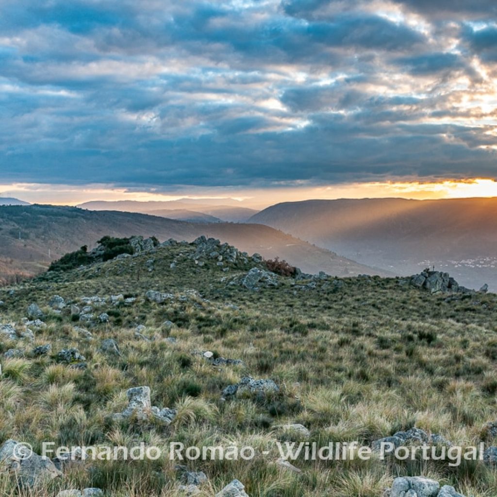 Vale do Mondego