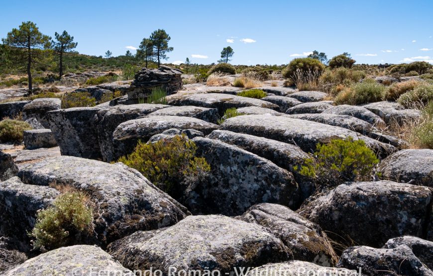The Greater Côa Valley Expedition