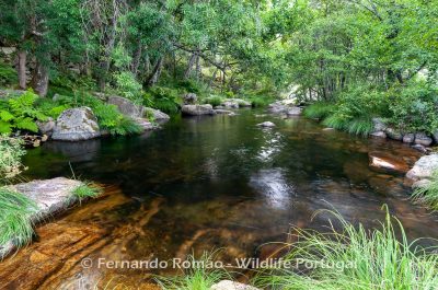 Rio Mondego