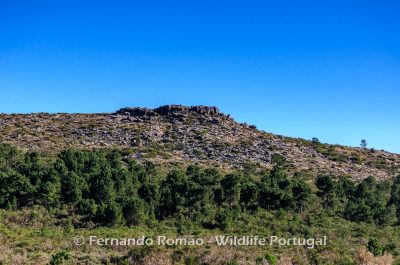 _FMR0703 Serra das Mesas