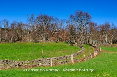 _FMR0712 Carvalhal e prados