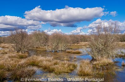 Paul de Toirões rewilding area Paul de Toirões rewilding area