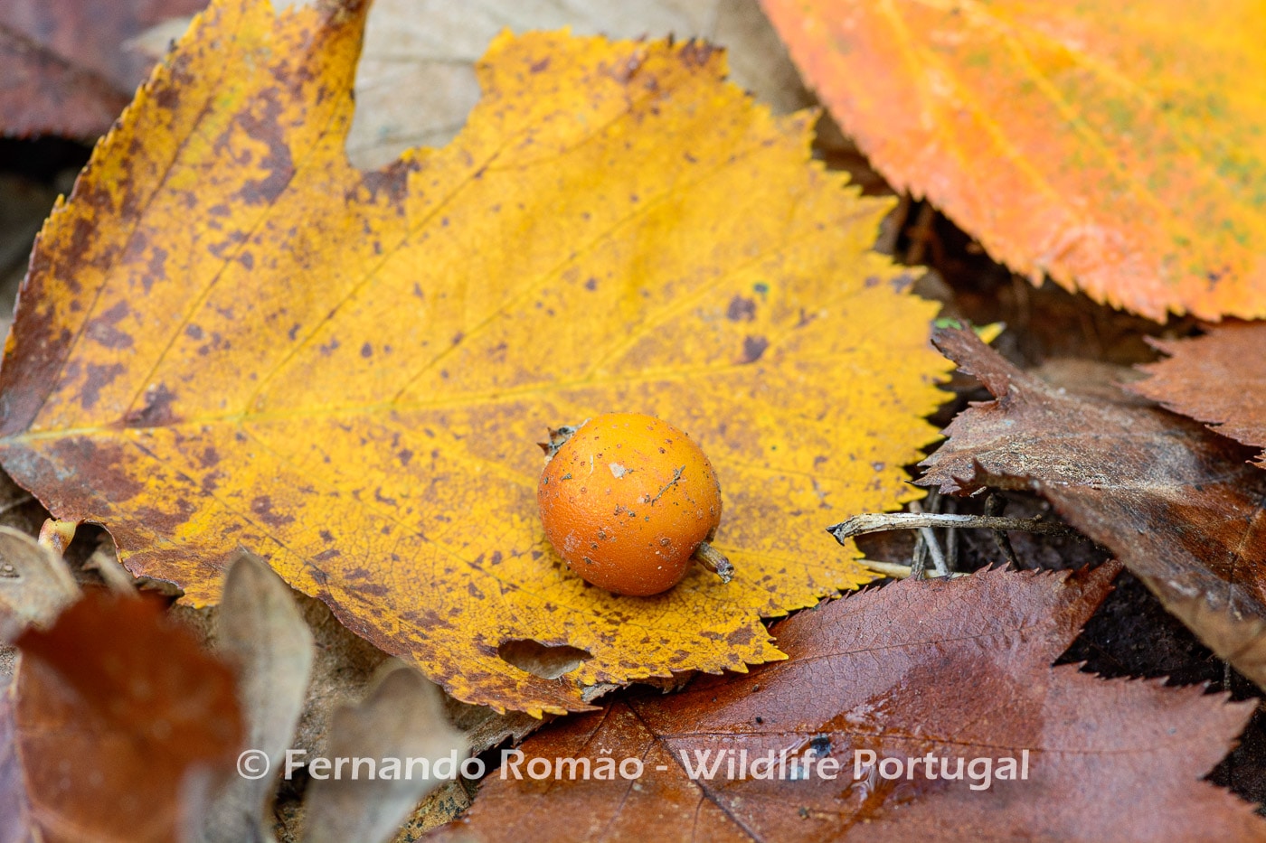 Mostajeiro (Sorbus latifolia)