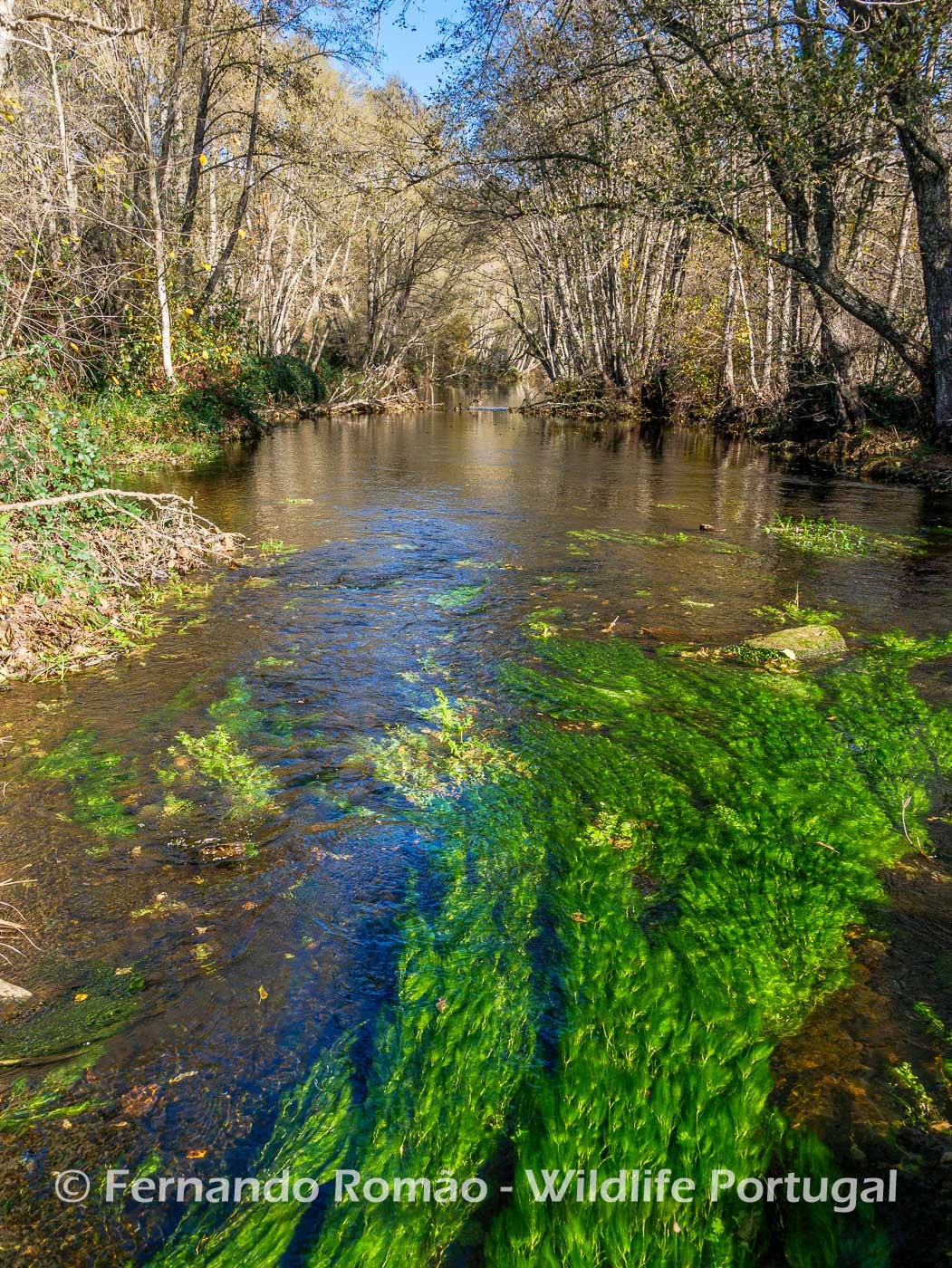 Rio Côa