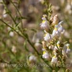 Antirrhinum graniticum