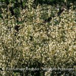 Cytisus multiflorus