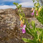 Digitalis thapsi