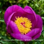 Paeonia broteri