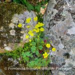 Ranunculus ollissiponensis ollissiponensis