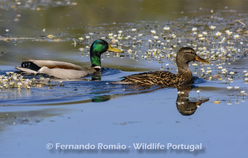 Safari Experience in the Greater Côa Valley